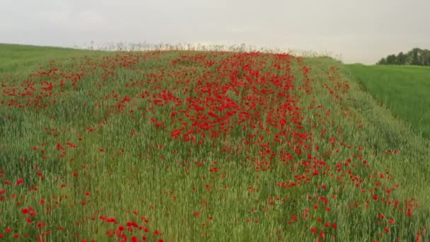 Красные маки цветут в зеленой пшенице. — стоковое видео
