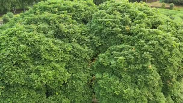 Topiary vista giardino da drone — Video Stock