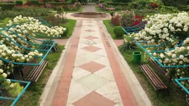 Розовый сад в ботаническом саду имени Гришко. — стоковое видео
