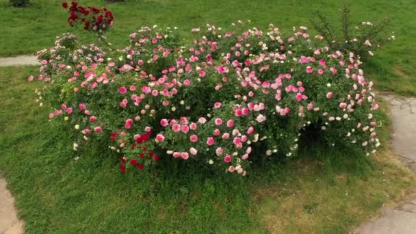 Giardino delle rose nel giardino botanico intitolato a Grishko. — Video Stock