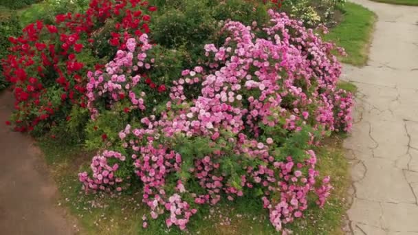 Jardín de rosas en el jardín botánico que lleva el nombre de Grishko. — Vídeo de stock