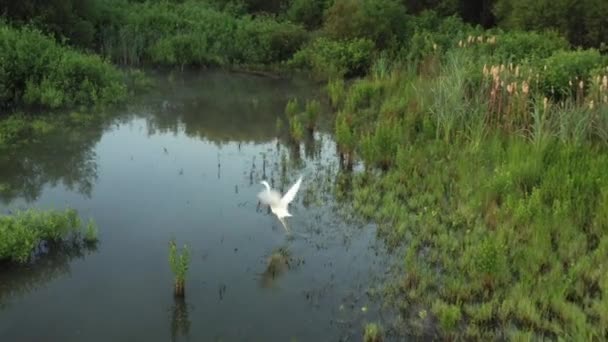 Heron περπατά στη θέα της λίμνης από το drone — Αρχείο Βίντεο