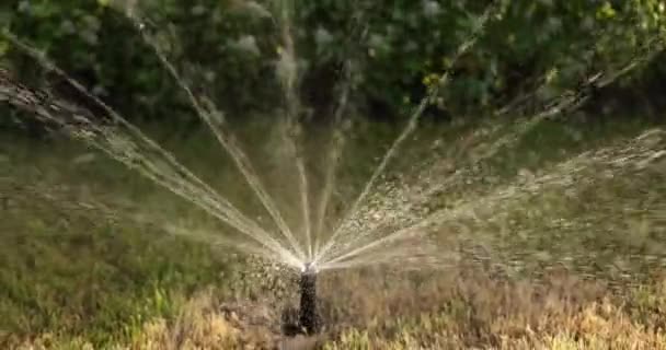 Straalmondstuk voor het automatisch besproeien van gazongras — Stockvideo