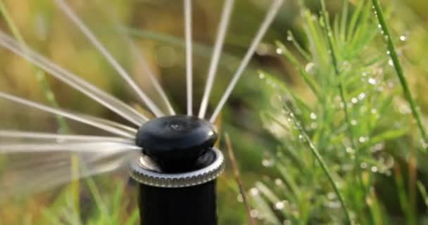 Nozzle for automatic watering of lawn grass — Stock Video