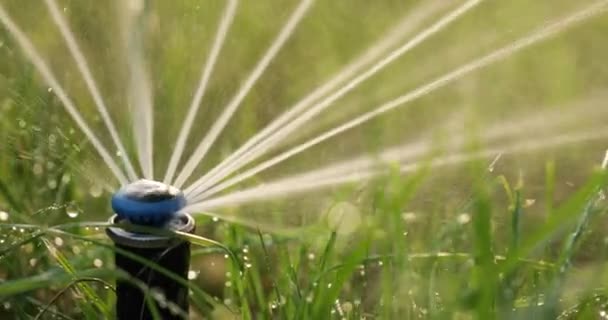 芝草の自動散水のためのノズル — ストック動画