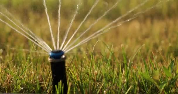芝草の自動散水のためのノズル — ストック動画