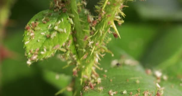 Aphids en brotes jóvenes de rosas, primer plano. — Vídeos de Stock