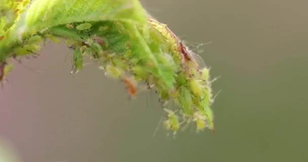 Aphids on young shots of rose, close-up. — Stock video