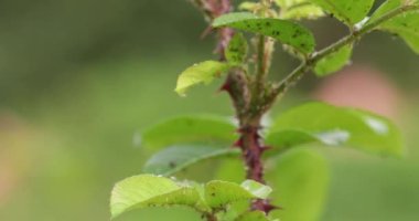 Genç gül filizlerinde yaprak bitleri, yakın plan.