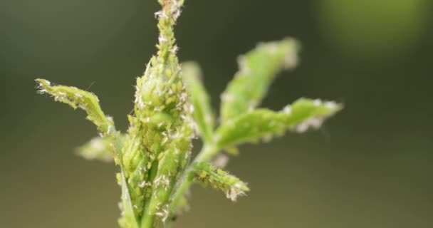 Aphids on young shots of rose, close-up. — Stock video