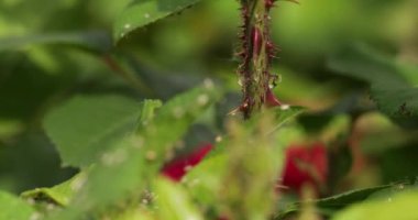 Genç gül filizlerinde yaprak bitleri, yakın plan.