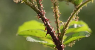 Genç gül filizlerinde yaprak bitleri, yakın plan.