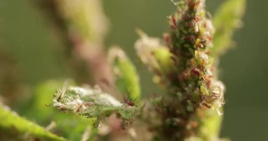 Genç gül filizlerinde yaprak bitleri, yakın plan.