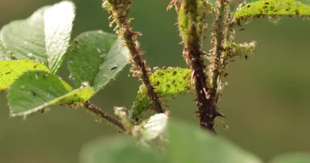 Aphids on young shots of rose, close-up. — Stock video