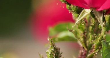 Genç gül filizlerinde yaprak bitleri, yakın plan.