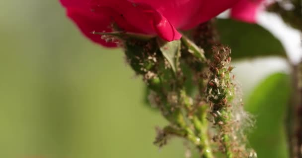 Aphids fiatal hajtások rózsa, közelkép. — Stock videók