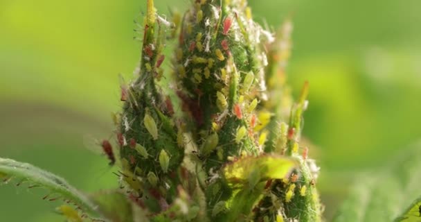 Aphids on young shots of rose, close-up. — Stock video