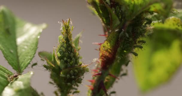 Aphids on young shoots of roses, close-up. — Stock Video