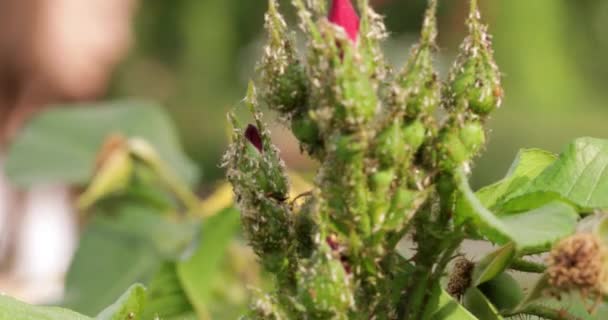 Aphids on young shoots of roses, close-up. — Stock Video
