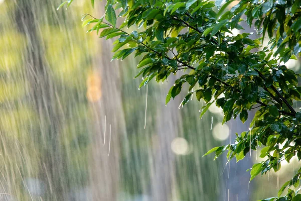 公園の夏の雨 カエデの葉に落ちる水の滴 — ストック写真