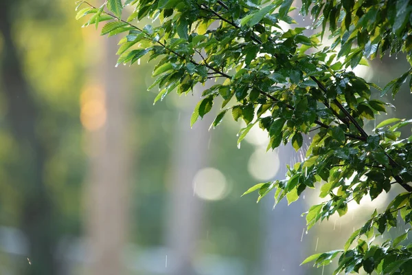 公园里的夏季雨 水滴落在枫叶上 — 图库照片