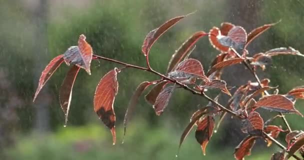 Gotas de chuva caem nas folhas amarelas do outono. — Vídeo de Stock