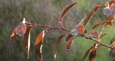 Sarı sonbahar yapraklarına yağmur damlaları düşer.