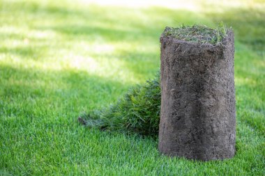 Arka bahçede bir tomar çimen. Bir peyzaj ya da golf sahası yaratmak. Yakın çekim, seçici odaklanma.