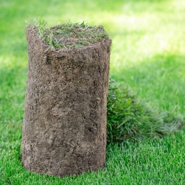 Arka bahçede bir tomar çimen. Bir peyzaj ya da golf sahası yaratmak. Yakın çekim, seçici odaklanma.