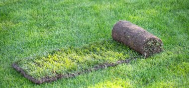 Arka bahçede bir tomar çimen. Bir peyzaj ya da golf sahası yaratmak. Yakın çekim, seçici odaklanma.
