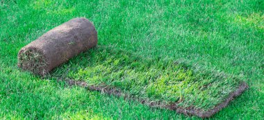 Arka bahçede bir tomar çimen. Bir peyzaj ya da golf sahası yaratmak. Yakın çekim, seçici odaklanma.