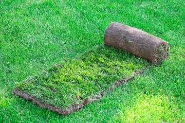 Arka bahçede bir tomar çimen. Bir peyzaj ya da golf sahası yaratmak. Yakın çekim, seçici odaklanma.