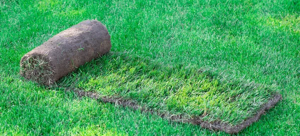 Arka bahçede bir tomar çimen. Bir peyzaj ya da golf sahası yaratmak. Yakın çekim, seçici odaklanma.