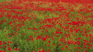 Kırmızı gelincikler yeşil alanda çiçek açar..