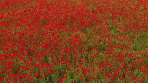 Červené máky kvetou na zeleném poli. — Stock video