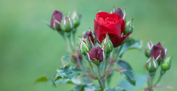 Jasnoczerwona Róża Młode Kwiaty Widok Góry Ostrość Selektywna — Zdjęcie stockowe