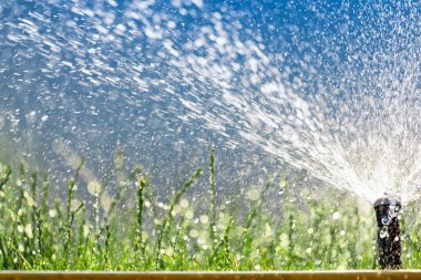 Otomatik sulama sisteminin döner başlığı sulu yeşil çimenleri suluyor..