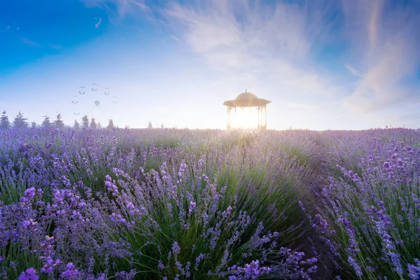 Beautiful Summer Plot Wonderful Lavender Field Dawn Decorative Lamps Wrought — Stock Photo, Image