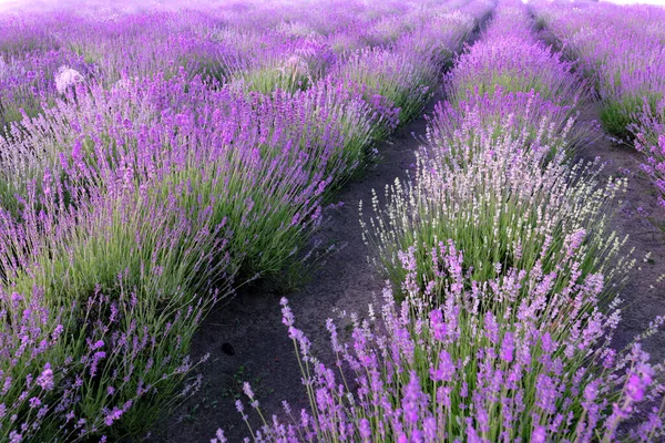 Field Young Blooming Lavender Dawn Background Blue Sky — Stock Photo, Image