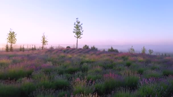 清晨蓝天下的薰衣草盛开的田野 — 图库视频影像