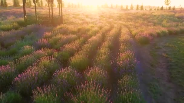 Campo de lavanda florescente no céu azul da manhã — Vídeo de Stock