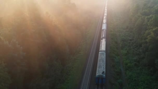 Vlak projíždí lesem v ranní mlze vysokou rychlostí. — Stock video