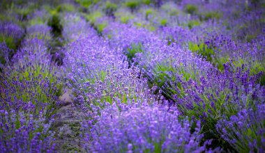 Lavender field, Young healthy shoots bloom in bright blue or purple, drone view
