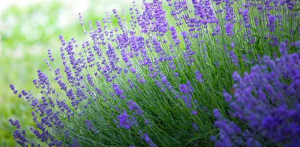 Lavender Field Young Healthy Shoots Bloom Bright Blue Purple Drone —  Fotos de Stock