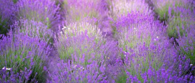Lavender field, Young healthy shoots bloom in bright blue or purple, drone view