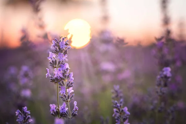 Kwiat Lawendy Kwitnie Tle Zachodu Słońca Zbliżenie — Zdjęcie stockowe