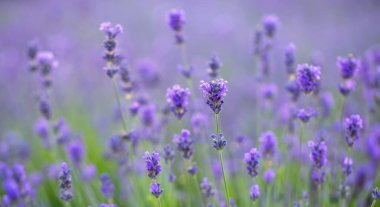 Lavender field, Young healthy shoots bloom in bright blue or purple, drone view