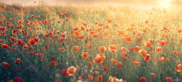 Papoilas Selvagens Florescem Num Campo Colza Amanhecer Raios Sol Iluminam — Fotografia de Stock