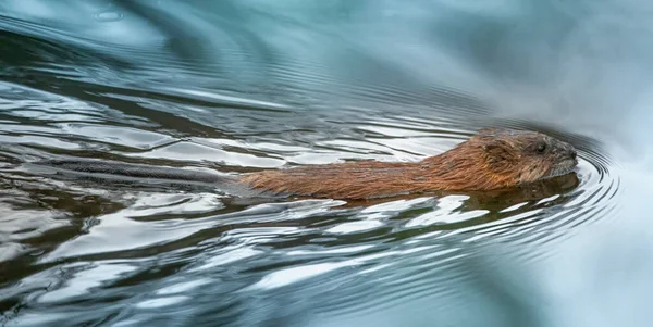 Muskrat Waterfowl Rodent Floats Surface Water Animal Valuable Its Fur — Stock Photo, Image