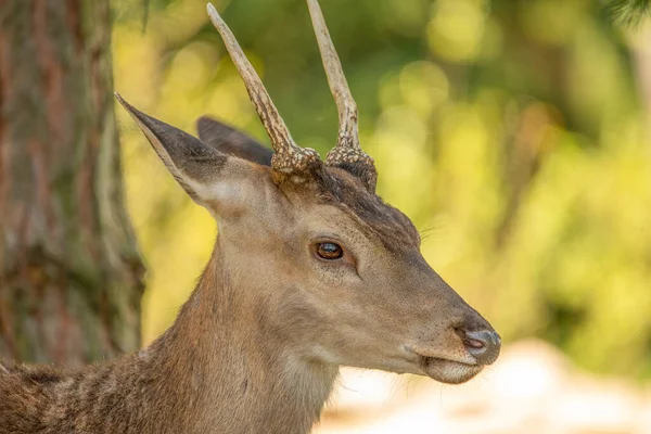 野生で未発達の角を持つ小さな若い男性の赤い鹿 — ストック写真